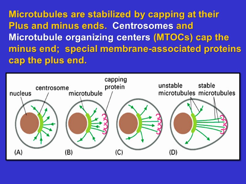 Microtubules are stabilized by capping at their Plus and minus ends.  Centrosomes and